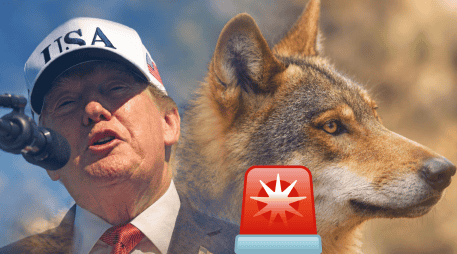 Recientemente el presidente de Estados Unidos Donald Trump firmo una orden que podría poner en riesgo al lobo mexicano especie transfronteriza en peligro de extinción.EFE / A. GORDON / UNSPLASH / W. SPIRIT
