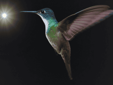 Al dejar únicamente una fuente de luz natural, el colibrí volará instintivamente hacia la claridad. ESPECIAL / CANVA