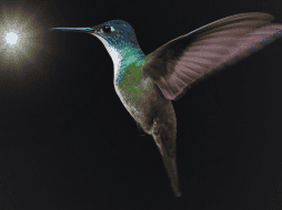 Al dejar únicamente una fuente de luz natural, el colibrí volará instintivamente hacia la claridad. ESPECIAL / CANVA