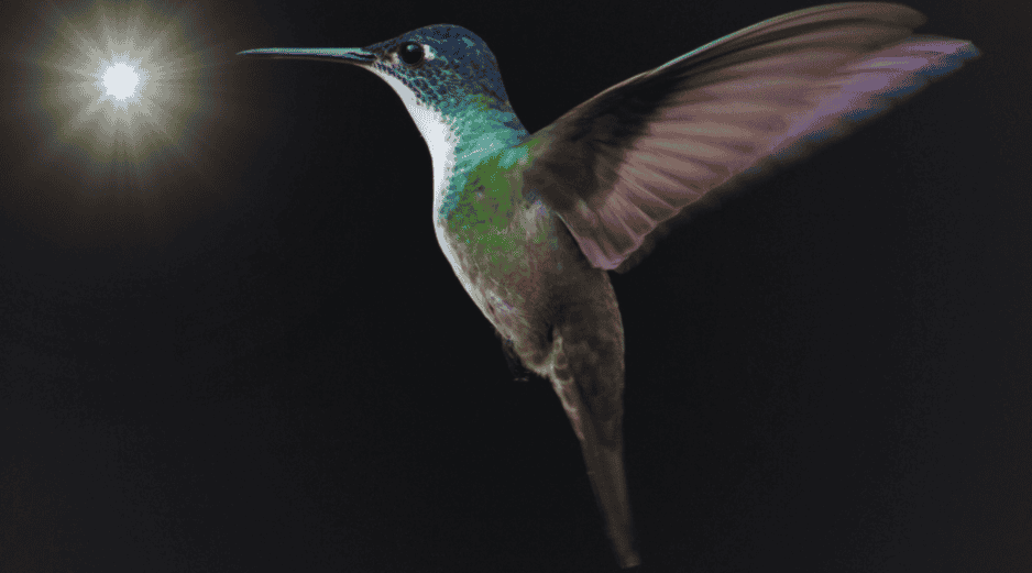 Al dejar únicamente una fuente de luz natural, el colibrí volará instintivamente hacia la claridad. ESPECIAL / CANVA