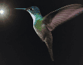 Al dejar únicamente una fuente de luz natural, el colibrí volará instintivamente hacia la claridad. ESPECIAL / CANVA