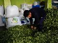 La UNODC reporta un aumento del 7% en los cultivos de coca en Bolivia durante 2025, impulsado principalmente por un crecimiento del 22% en la región del Chapare. AP/J. KARITA