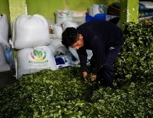 La UNODC reporta un aumento del 7% en los cultivos de coca en Bolivia durante 2025, impulsado principalmente por un crecimiento del 22% en la región del Chapare. AP/J. KARITA