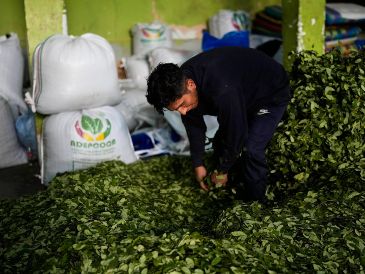 La UNODC reporta un aumento del 7% en los cultivos de coca en Bolivia durante 2025, impulsado principalmente por un crecimiento del 22% en la región del Chapare. AP/J. KARITA