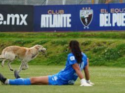 El can entró al terreno de juego durante los primeros minutos del segundo tiempo y recorrió la cancha del CAR del Atlante. IMAGO7