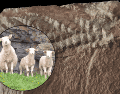 Esta nueva perspectiva anatómica es crucial, ya que demuestra cómo el método de fosilización puede sesgar nuestra comprensión de las especies prehistóricas. EFE / Y. Veenma