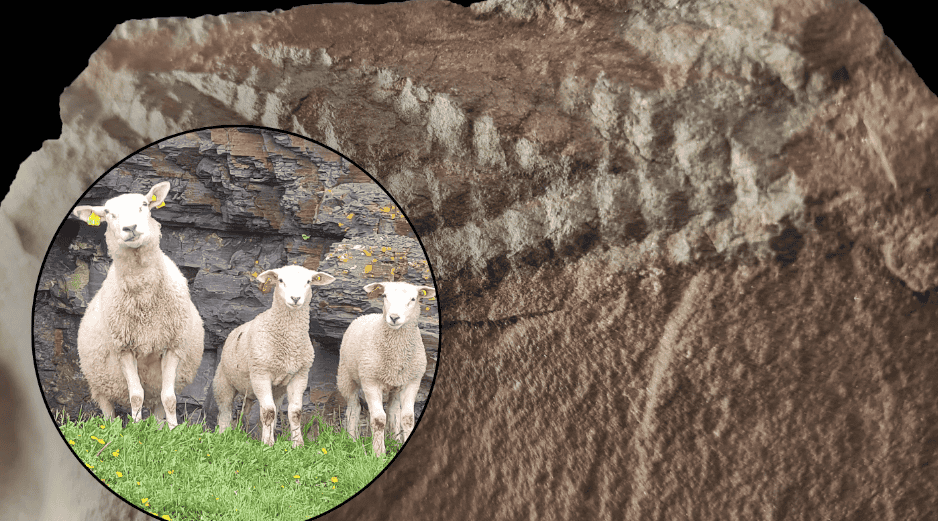 Esta nueva perspectiva anatómica es crucial, ya que demuestra cómo el método de fosilización puede sesgar nuestra comprensión de las especies prehistóricas. EFE / Y. Veenma