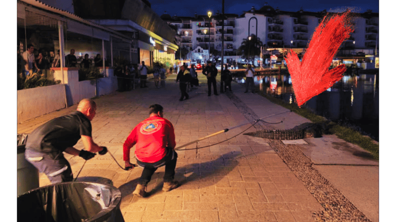 Las autoridades recordaron que los cocodrilos son fauna silvestre y no deben ser molestados.  FACEBOOK / Protección Civil y Bomberos Puerto Vallarta&nbsp;