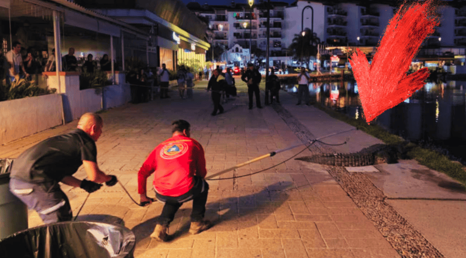 Las autoridades recordaron que los cocodrilos son fauna silvestre y no deben ser molestados.  FACEBOOK / Protección Civil y Bomberos Puerto Vallarta