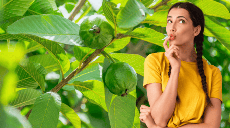 A pesar de las estrictas advertencias sanitarias, no todas las frutas que tocan el suelo deben terminar irremediablemente en la basura. ESPECIAL / CANVA
