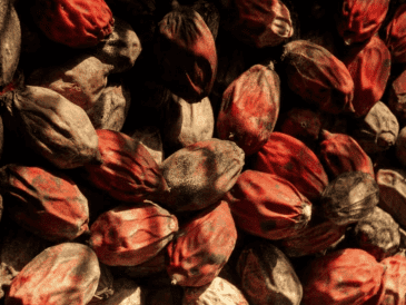 La nuez de betel es una de las drogas de origen vegetal más populares de Asia y el Pacífico Sur. Pexels