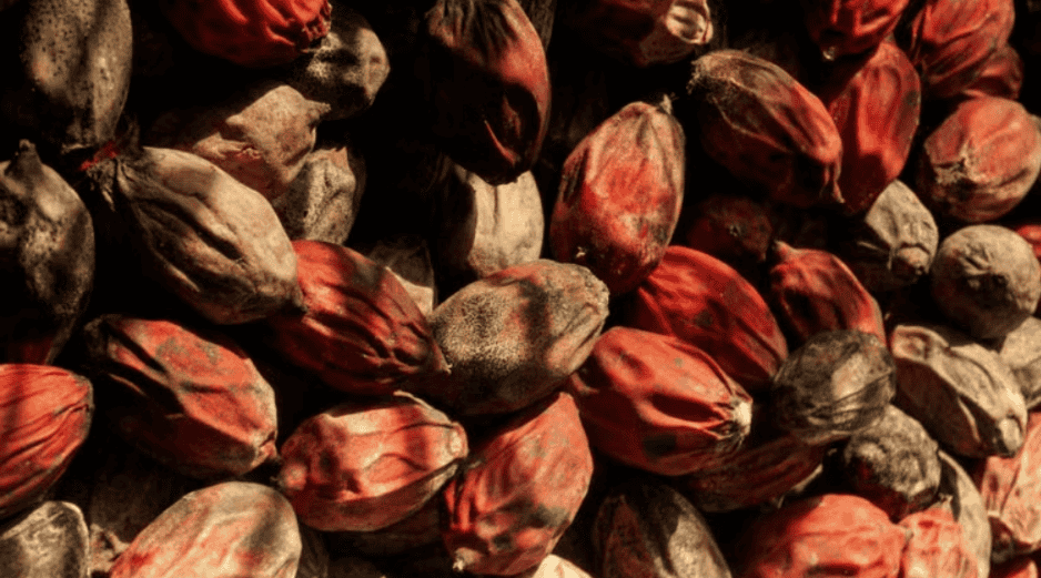 La nuez de betel es una de las drogas de origen vegetal más populares de Asia y el Pacífico Sur. Pexels