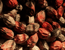 La nuez de betel es una de las drogas de origen vegetal más populares de Asia y el Pacífico Sur. Pexels