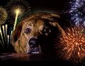 El método Tellington TTouch como una alternativa para ayudar a los perros a relajarse durante los periodos de pirotecnia. ESPECIAL / CANVA