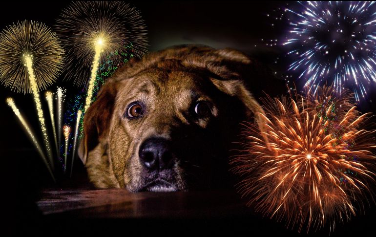 El método Tellington TTouch como una alternativa para ayudar a los perros a relajarse durante los periodos de pirotecnia. ESPECIAL / CANVA