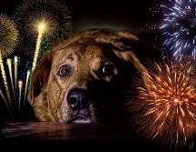 El método Tellington TTouch como una alternativa para ayudar a los perros a relajarse durante los periodos de pirotecnia. ESPECIAL / CANVA
