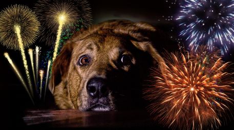 El método Tellington TTouch como una alternativa para ayudar a los perros a relajarse durante los periodos de pirotecnia. ESPECIAL / CANVA