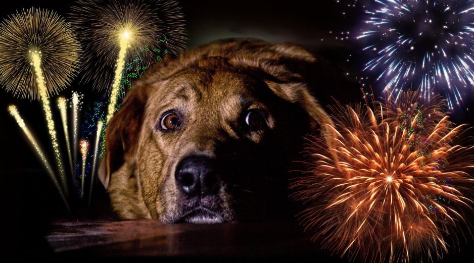 El método Tellington TTouch como una alternativa para ayudar a los perros a relajarse durante los periodos de pirotecnia. ESPECIAL / CANVA