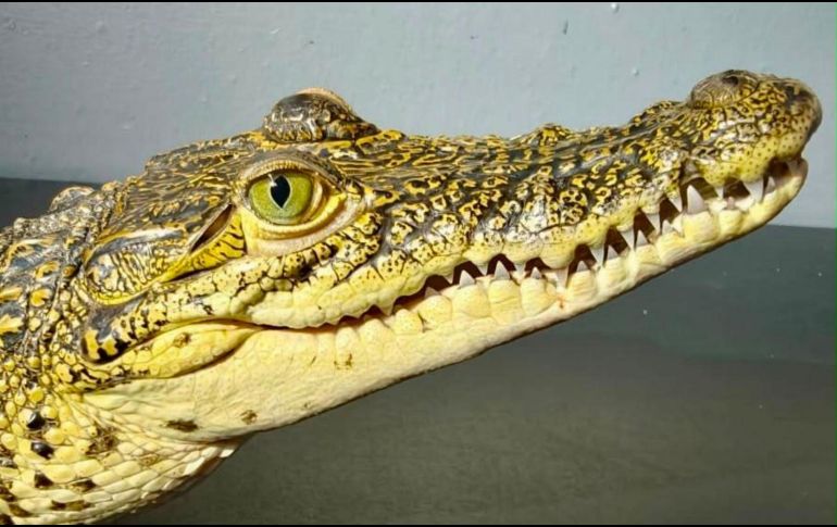 El ejemplar permanecerá en las instalaciones de la unidad de rescate debido a que esta especie no es nativa de la vertiente del Pacífico. ESPECIAL