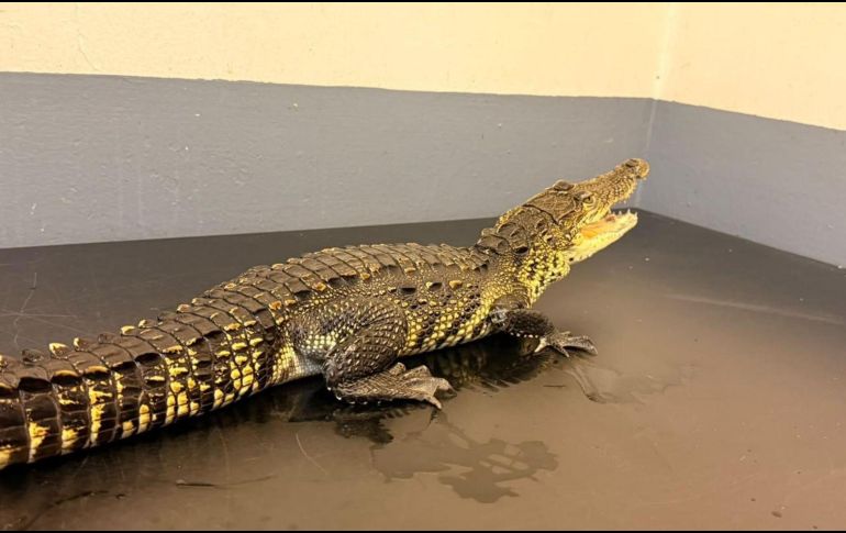 El ejemplar permanecerá en las instalaciones de la unidad de rescate debido a que esta especie no es nativa de la vertiente del Pacífico. ESPECIAL