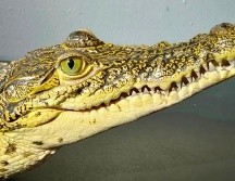 El ejemplar permanecerá en las instalaciones de la unidad de rescate debido a que esta especie no es nativa de la vertiente del Pacífico. ESPECIAL