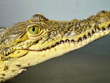 El ejemplar permanecerá en las instalaciones de la unidad de rescate debido a que esta especie no es nativa de la vertiente del Pacífico. ESPECIAL
