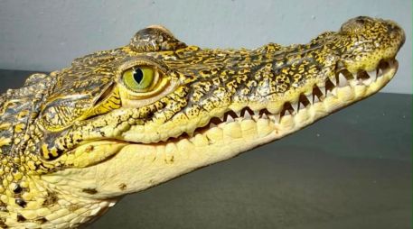 El ejemplar permanecerá en las instalaciones de la unidad de rescate debido a que esta especie no es nativa de la vertiente del Pacífico. ESPECIAL