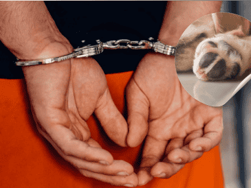 La ley 2627 fue aprobada el 24 de agosto de 2026 y es la primera que penaliza el "acceso carnal a un animal" con una pena de entre 48 y 55 meses de cárcel. Pexels