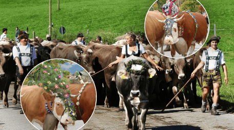 Viehscheid y Almabtrieb son los nombres de la fiesta anual que tiene lugar a finales de verano. EFE