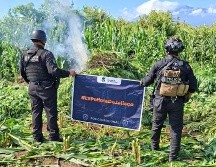 El 19 de agosto, la Secretaría de Seguridad había informado sobre la localización y destrucción de otras 360 mil plantas, ubicadas en la misma delegación de El Salvador. ESPECIAL