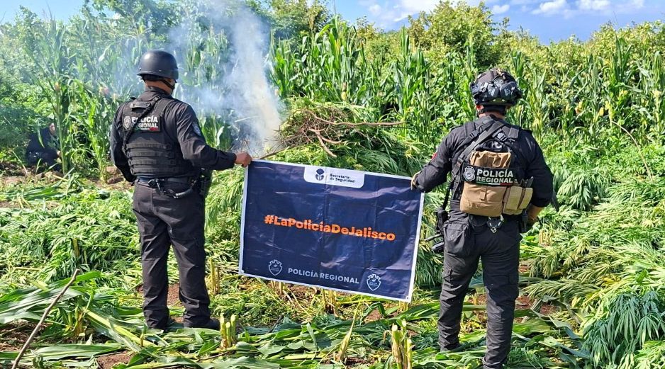 El 19 de agosto, la Secretaría de Seguridad había informado sobre la localización y destrucción de otras 360 mil plantas, ubicadas en la misma delegación de El Salvador. ESPECIAL