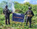 El 19 de agosto, la Secretaría de Seguridad había informado sobre la localización y destrucción de otras 360 mil plantas, ubicadas en la misma delegación de El Salvador. ESPECIAL