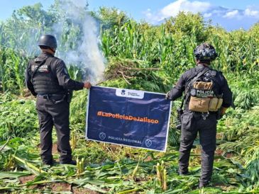 El 19 de agosto, la Secretaría de Seguridad había informado sobre la localización y destrucción de otras 360 mil plantas, ubicadas en la misma delegación de El Salvador. ESPECIAL