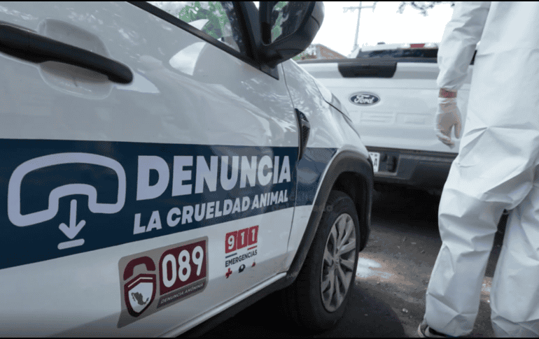 Los 15 animales fueron puestos bajo resguardo de las autoridades municipales y trasladados a las instalaciones de la Unidad de Bienestar Animal para recibir atención y ser sometidos a los exámenes correspondientes. ESPECIAL