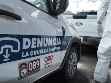 Los 15 animales fueron puestos bajo resguardo de las autoridades municipales y trasladados a las instalaciones de la Unidad de Bienestar Animal para recibir atención y ser sometidos a los exámenes correspondientes. ESPECIAL