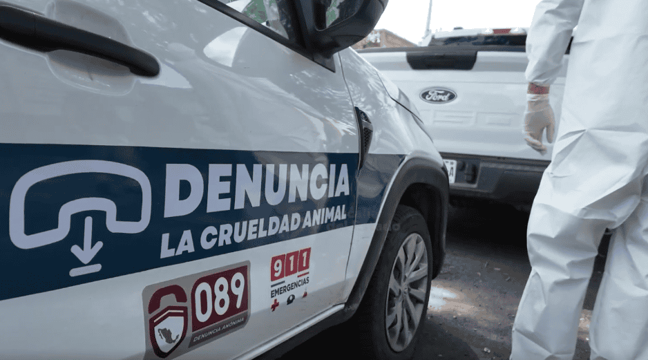 Los 15 animales fueron puestos bajo resguardo de las autoridades municipales y trasladados a las instalaciones de la Unidad de Bienestar Animal para recibir atención y ser sometidos a los exámenes correspondientes. ESPECIAL