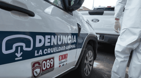 Los 15 animales fueron puestos bajo resguardo de las autoridades municipales y trasladados a las instalaciones de la Unidad de Bienestar Animal para recibir atención y ser sometidos a los exámenes correspondientes. ESPECIAL