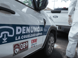 Los 15 animales fueron puestos bajo resguardo de las autoridades municipales y trasladados a las instalaciones de la Unidad de Bienestar Animal para recibir atención y ser sometidos a los exámenes correspondientes. ESPECIAL