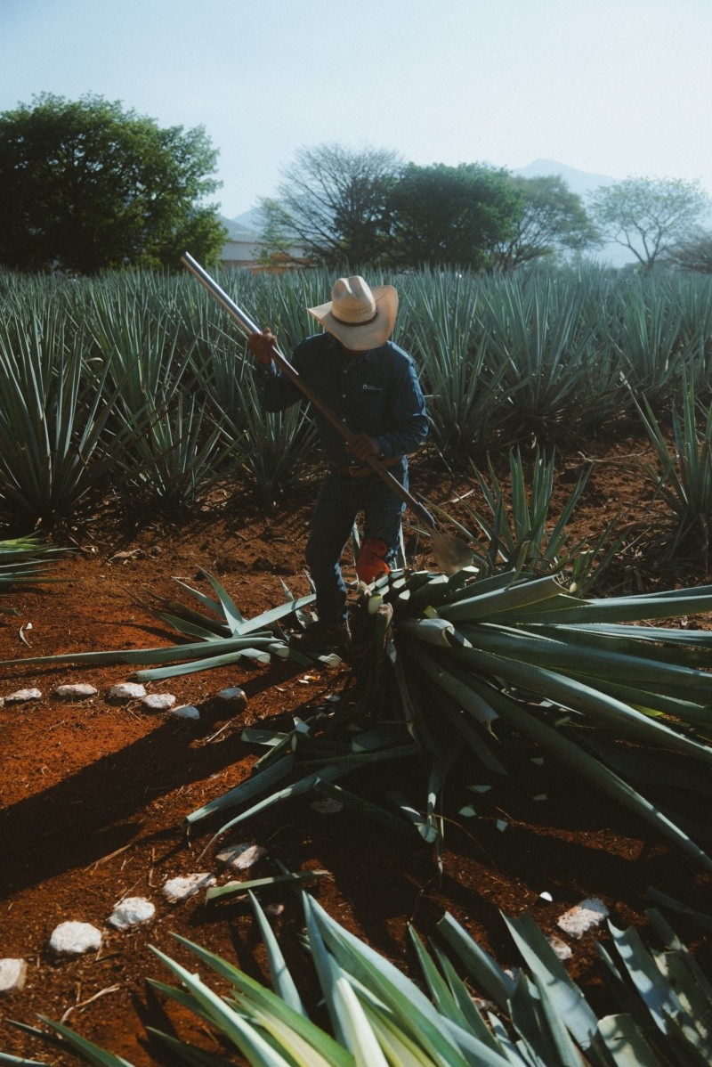 &nbsp;Casa Herradura es una de las casas tequileras más antiguas de México y creadora del Primer Reposado del Mundo / Foto: Cortesía