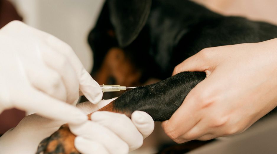 Los casos humanos de rabia transmitida por perros se han reducido en más de un 98% desde 1983. UNSPLASH