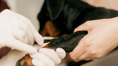 Los casos humanos de rabia transmitida por perros se han reducido en más de un 98% desde 1983. UNSPLASH