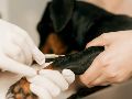 Los casos humanos de rabia transmitida por perros se han reducido en más de un 98% desde 1983. UNSPLASH