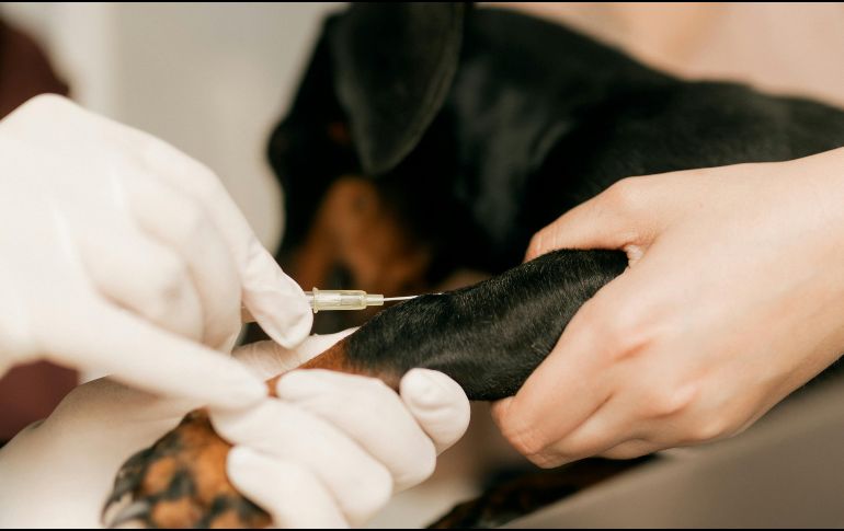 Los casos humanos de rabia transmitida por perros se han reducido en más de un 98% desde 1983. UNSPLASH