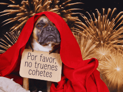 La sobrecarga sensorial aguda puede causar daños auditivos permanentes, como tinnitus, y desarrollar fobias crónicas que afectarán al animal de por vida. ESPECIAL / CANVA