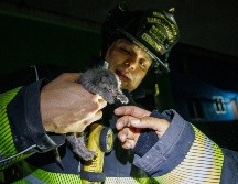 El gatito logró estabilizarse y fue entregado en buenas condiciones a su dueña. CORTESÍA/ Protección Civil y Bomberos de Guadalajara