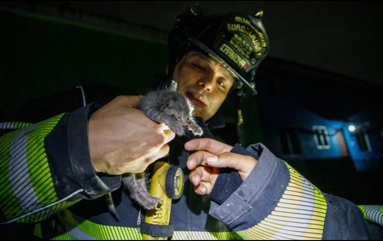 El gatito logró estabilizarse y fue entregado en buenas condiciones a su dueña. CORTESÍA/ Protección Civil y Bomberos de Guadalajara