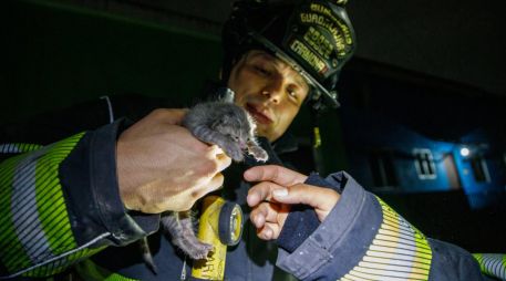 El gatito logró estabilizarse y fue entregado en buenas condiciones a su dueña. CORTESÍA/ Protección Civil y Bomberos de Guadalajara