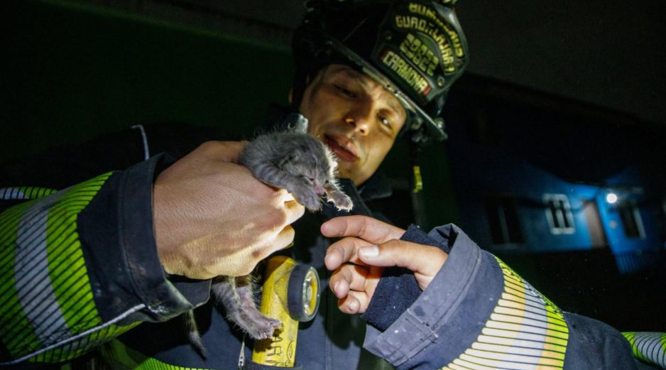 El gatito logró estabilizarse y fue entregado en buenas condiciones a su dueña. CORTESÍA/ Protección Civil y Bomberos de Guadalajara