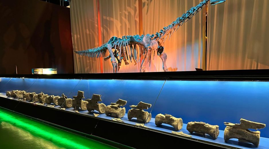 Los resultados de la investigación se han publicado en Journal of Vertebrate Paleontology, una revista científica internacional especializada en vertebrados fósiles.  EFE/ Fundación Dinópolis