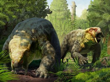 La nueva especie ha sido descrita por un equipo encabezado por la Universidad de Bristol. EFE / G. Ugueto /  Universidad de Bristol